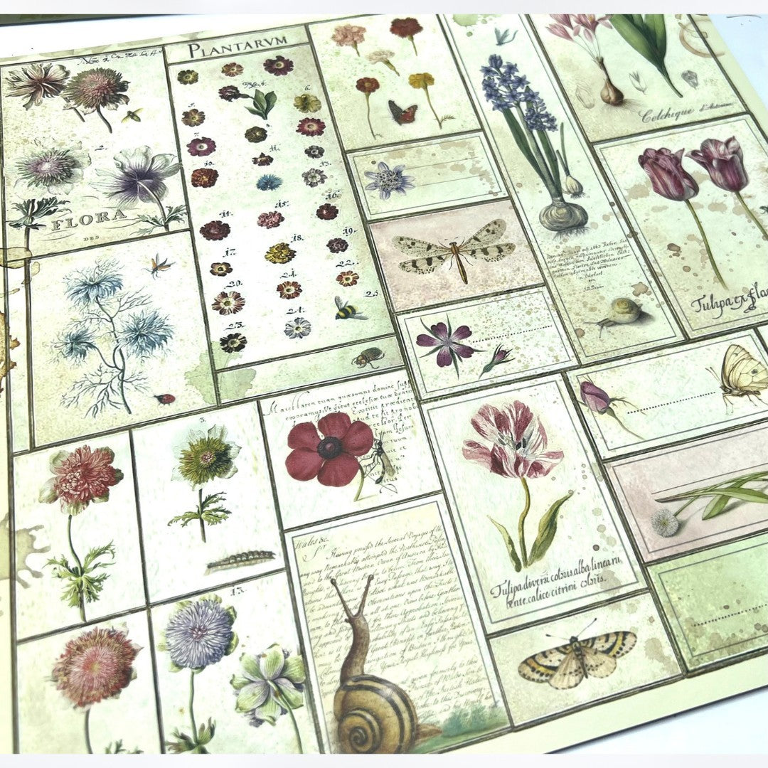 Stamperia SPRING BOTANIC Botanical 12x12 Cardstock Paper Lot of 2